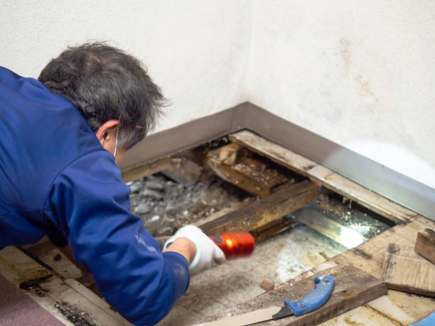 Best Industrial Mold Remediation in Kenbridge, VA