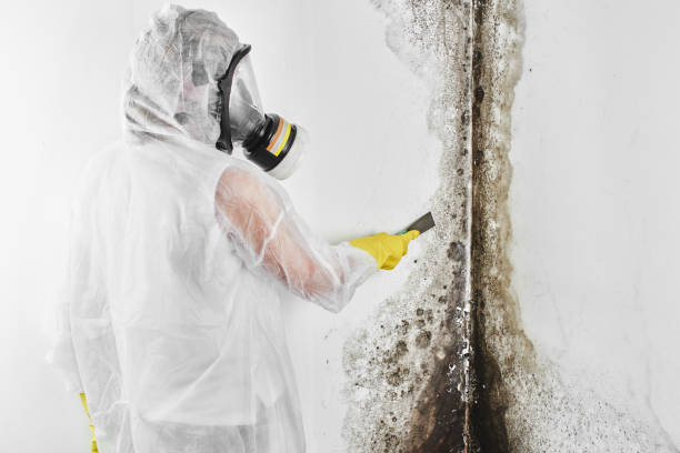 Best Bathroom Mold Remediation in Kenbridge, VA