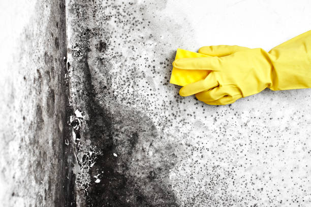 Best Residential Mold Remediation in Kenbridge, VA