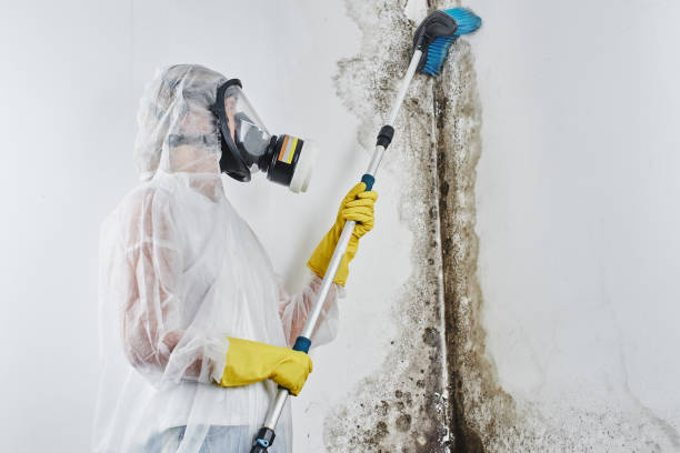 Best Basement Mold Remediation in Kenbridge, VA