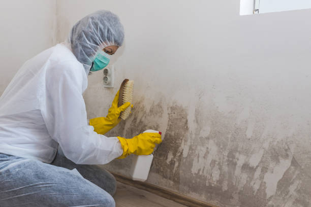 Best Attic Mold Remediation in Kenbridge, VA