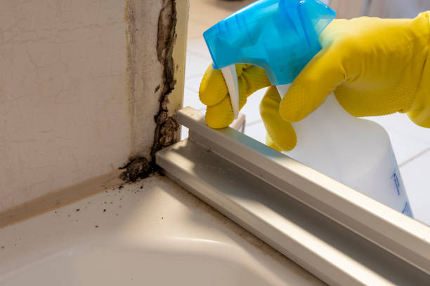 Best Insurance-Related Mold Remediation in Kenbridge, VA