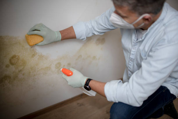 Best DIY Mold Remediation Support Services in Kenbridge, VA