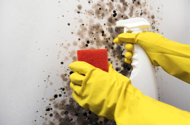 Best Industrial Mold Remediation in Kenbridge, VA
