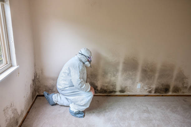 Best Post-Flood Mold Remediation in Kenbridge, VA