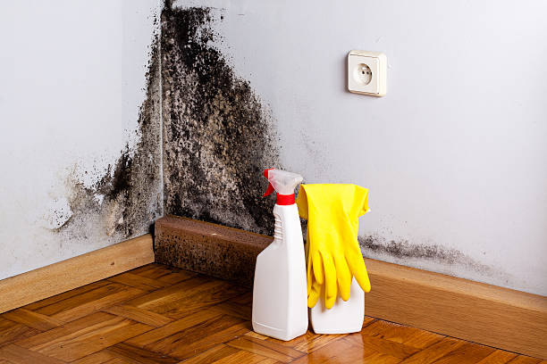 Best Commercial Mold Remediation in Kenbridge, VA