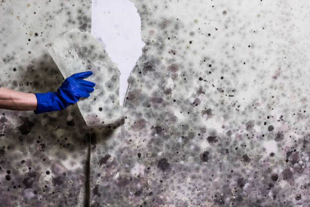 Best Emergency Mold Remediation in Kenbridge, VA