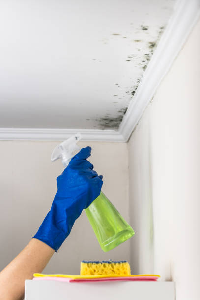 Best Mold Testing and Inspection Services in Kenbridge, VA